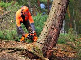 Freeport, IL Tree Services Company